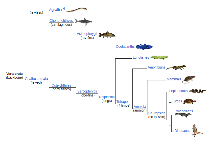 Interanl phylogeny of vertebrate